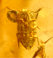 Biodiversity Learning Center